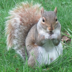 L'écureuil gris de Central Park